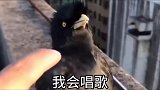 搞笑视频这八哥还是害怕被炖啊！