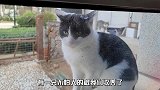 这两只流浪猫每天清晨敲我家窗户，简直太萌了
