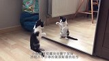 在笼子里放面镜子，狮子第一次照镜子是什么反应太有趣了