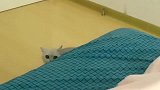 猫咪老四犯了错，为了讨好女主竟叼来孩子当诱饵，太可爱了