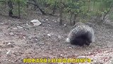 猎豹想猎杀刺猬，刺猬不停地用刺来阻挡，结果是这样