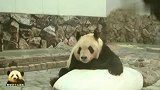 熊猫爸爸不用带娃，趴在冰块儿上懒洋洋的，享受清凉时刻