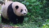 大熊猫日常：熊猫宝宝的一声喷嚏，把身旁的弟弟吓一跳