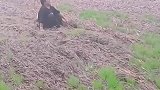 谁懂农民的心酸，大娘坐在地里无助大哭