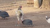 珍珠鸡嫉妒公鸡大长腿，直接跳起啄公鸡屁股，公鸡的反应太逗了