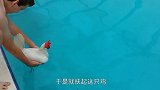 鸡到底会不会游泳男子挑战把鸡丢进泳池，结果让你想不到