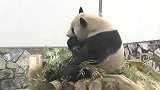 大熊猫吃竹子自带卡顿功能,一度怀疑自己手机网络信号差
