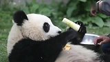 小熊猫：胃口真大，要吃这么多的竹子