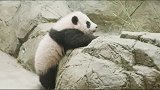 熊猫奇迹： 小奇迹太可爱了，妈妈暖心守护！