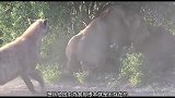 鬣狗狮口夺食不成，竟埋伏围攻落单狮王，一代狮王也难逃掏肛厄运