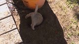 汪星人：宝宝去年埋在这里的猪肉呢？听说最近涨价啦！