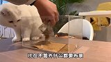 你们见过给宠物的宠物养宠物吗？这是一种什么体验？