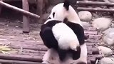 这还是我认识的国宝吗