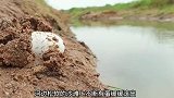 金色鲤鱼作死挑衅甲鱼，竟被甲鱼猛咬鱼嘴，真是作死