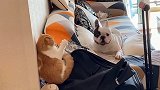 天天招惹猫，你咋这么欠呢