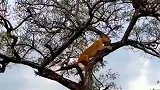 母狮竟然上树抢打工豹的的猎物