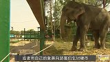 大象被囚禁49年，当人类解开它的脚镣后，它的举动太感人了！