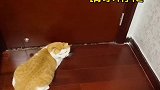 猫咪和主人对话，一点障碍也没有，这发音比小孩都标准！