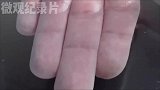 你知道为什么手指泡久了会有皱纹？