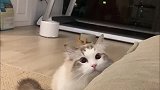 布偶猫：吃我一招，弹射起飞！