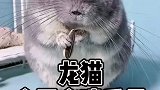吃完还知道擦擦嘴，挺讲卫生