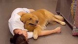 大金毛被碰瓷后，它也赖在女主人身上，你装我比你还能装！