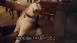 主人切瓜让狗狗扶着，狗狗见主人犹豫不决，镜头记录躲闪过程