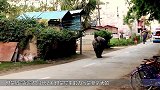 动物园准备转移犀牛，犀牛却冲了出来，下一秒场面失去控制