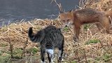 狐狸埋伏野猫，凶狠野猫反手挑衅，怎料狐狸灰溜溜地跑了！