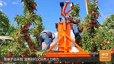 收苹果还在一个个摘？看看美国现代化农场，一小时收20吨