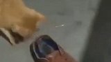 养只老鼠当宠物