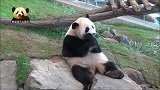 熊猫宝宝樱浜乖乖坐好卖个萌，面带微笑的样子简直不要太可爱