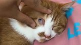 猫：别动我眼睛，我已经睡着了！