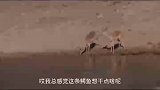 草原枯水休战期，不让捕猎，这老鳄鱼也不讲武德啊