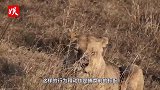 两头母狮悄悄接近山羊，一个起身猛扑上去，不可思议的一幕发生！