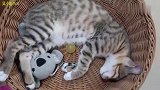小流浪猫到家3个月：各种可爱搞笑的睡姿，四仰八叉的，还说梦话