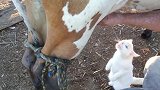 猫咪看主人挤牛奶，主人给他喂了一点，下一秒憋住别笑