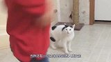 猫咪看主人挤牛奶，主人给他喂了一点，下一秒憋住别笑