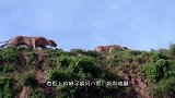 狮子忽然倒地，四条腿不停抽搐，“真凶”令同伴束手无策！