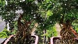 两对提根六月雪!