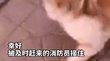好有爱！猫咪从高空坠落，消防员瞬间接住