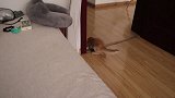 建国以后又成精了！这是我见过最聪明的猫