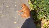 狗狗正在路边晒着太阳，不料却一直活在阴影里