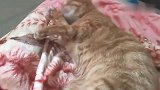 橘猫：换了新的沐浴露，这味道，真香！