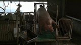 600斤母猪下产床也需要技巧，一个蛇皮袋轻松搞定，简单又省事