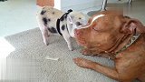 比特犬嘴里吃食物，小猪你这胆子也太肥了吧