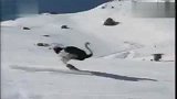 世界上最厉害的鸵鸟，滑雪无人能敌