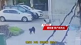 恶犬街头撕咬女童，还咬伤多人、有人裤子被咬烂，村干部：已打死