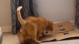 猫咪一直挠沙发 铲屎官被折磨崩溃后想了个办法