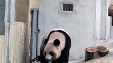 大熊猫：我也学会走位了，看我这招怎么样！